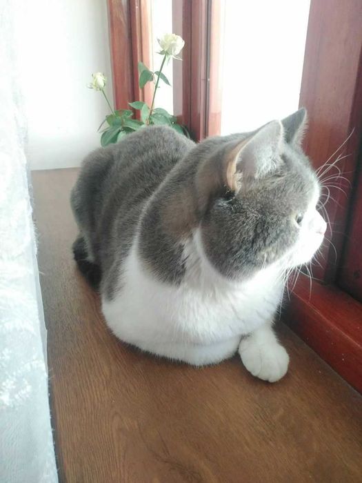 Британский Кот (Табби)