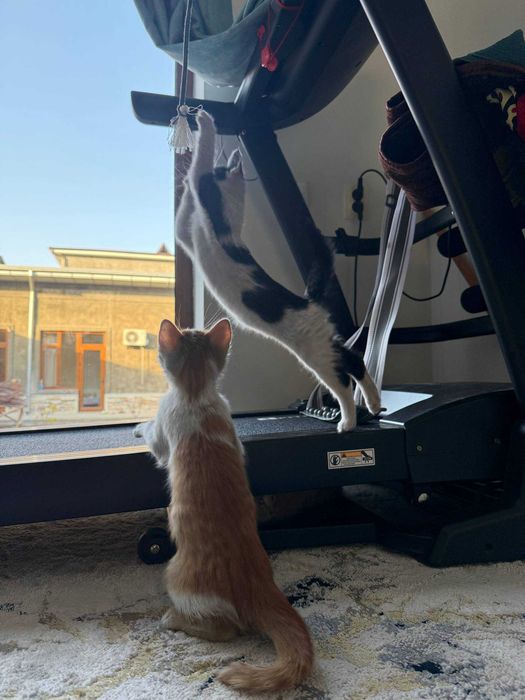 Отдам в хорошие руки, дети Трех-цветки. Меҳрибон қўлларга ҳадя!