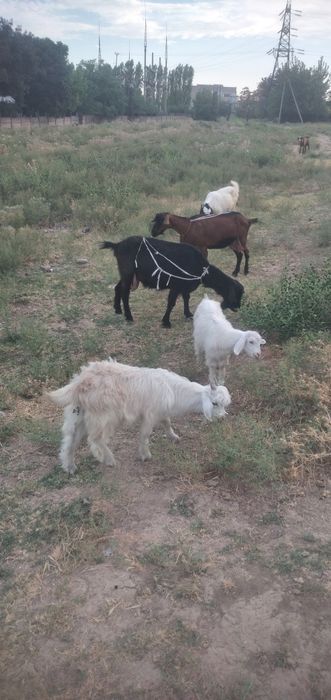 Кора ечки 2та области бн