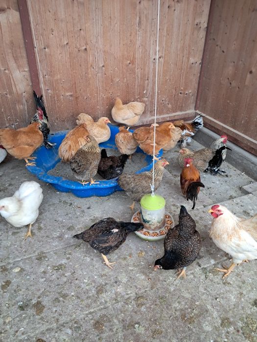 Vând Găini de Rasă Viandote pitici pe diferite culori