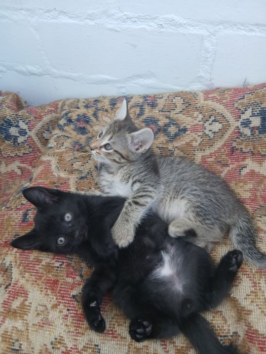 Котенок  в любящие семьи