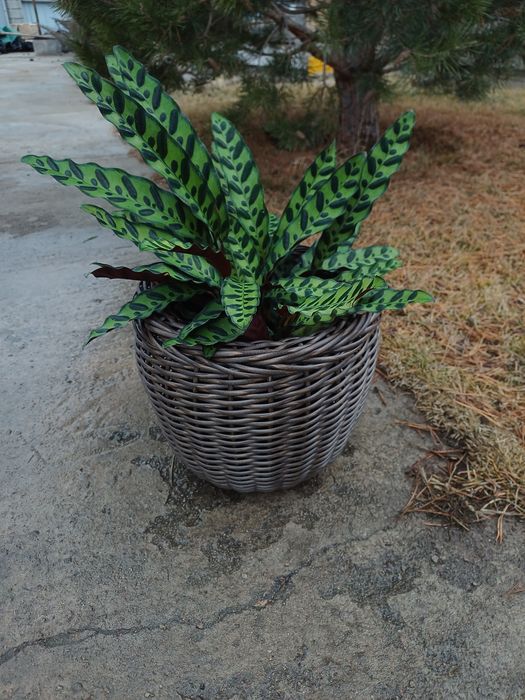 Кашпо из ротанга