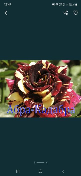 Розы Саженцы оптом