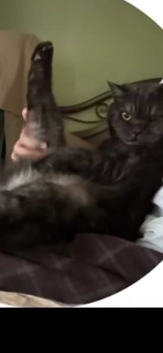 Отдам в хорошие руки молодого котика