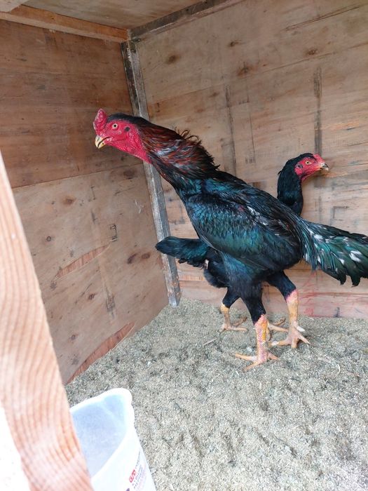 Katta xuruz sotiladi