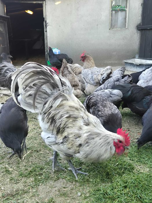 Ouă pentru incubat din rasa Australorp și moțate, încălțate cu gâtul gol. Poenari, Giurgiu
