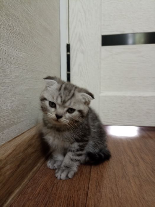 Породистые котята
