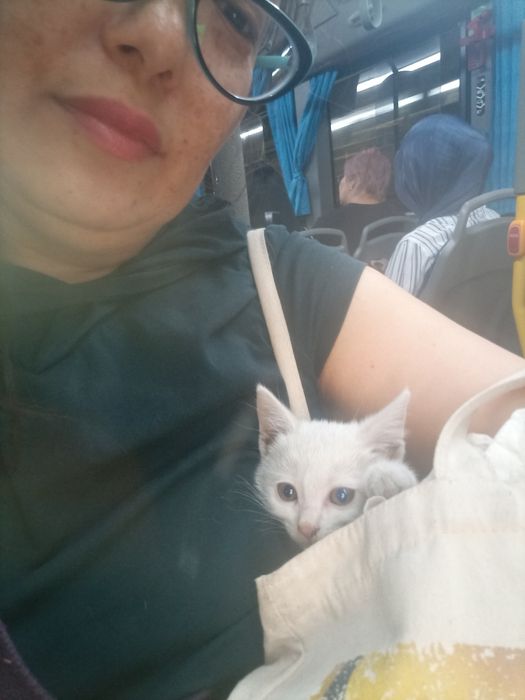 Отдам даром белого котенка. Полностью белыйУмная, домашняя, игривая де