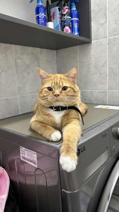 Котик в добрые руки