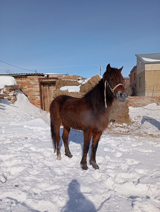 Продам жеребчика 3х летка