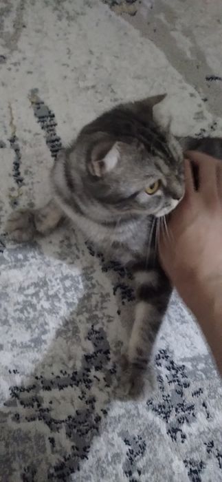 Мушук сотилади парода (Scottish fold )