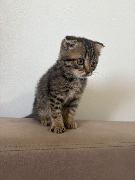 Продаётся котёнок