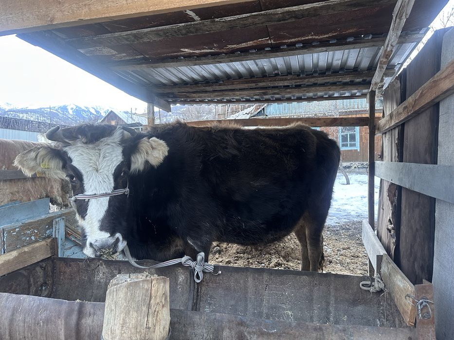 Семіз сиыр.