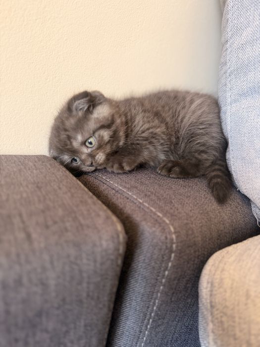 Шотландски клепоухи котета