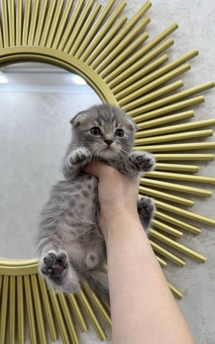 Скотиш фолд угил бола