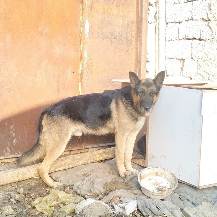 Восточный европейский овчарка