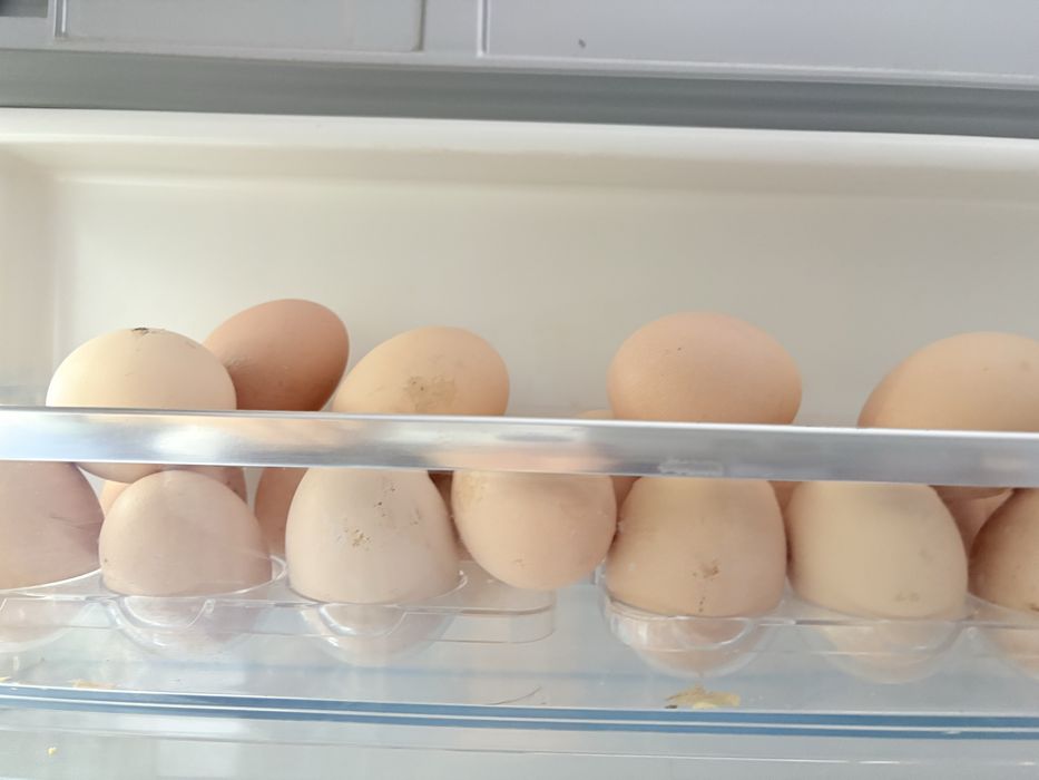 Продам яйца домашние