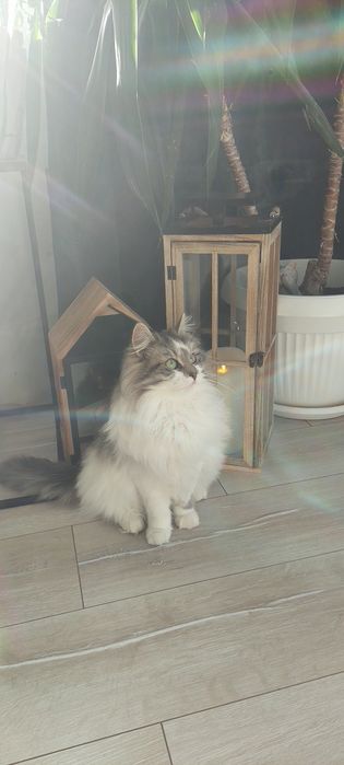 Подарявам коте на 50 дни