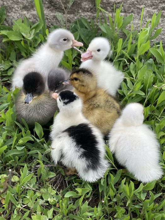 Boboci de rata polare romanesti pekin macaitoare