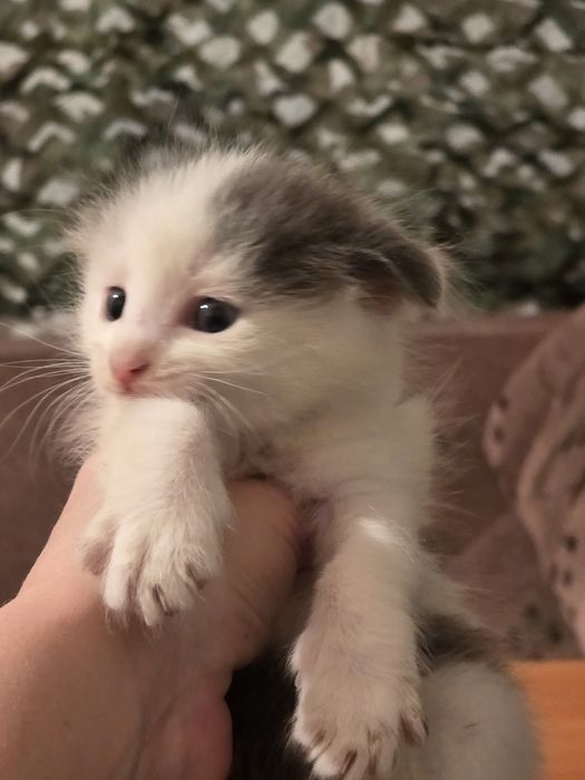 Котята вислоухие в добрые руки