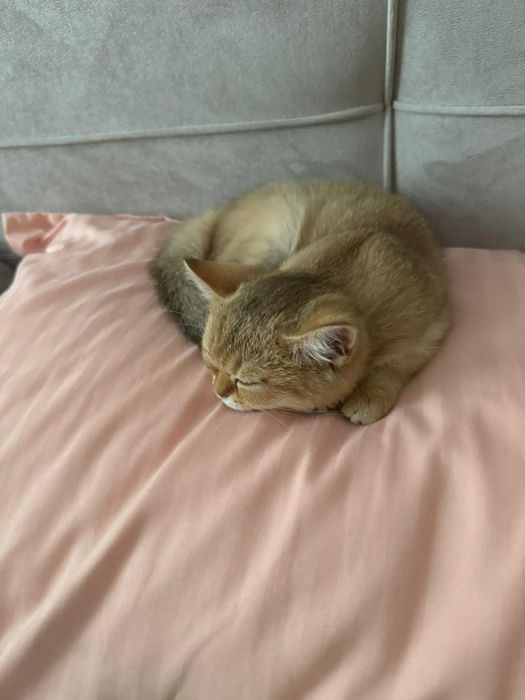 КоТик и кошЕчка  .ЗоЛоТо