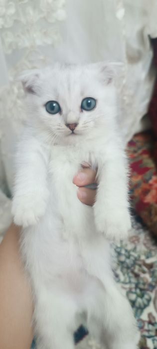 Mushuk bolasi sotiladi