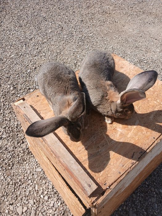 Iepuroaice uriaș german