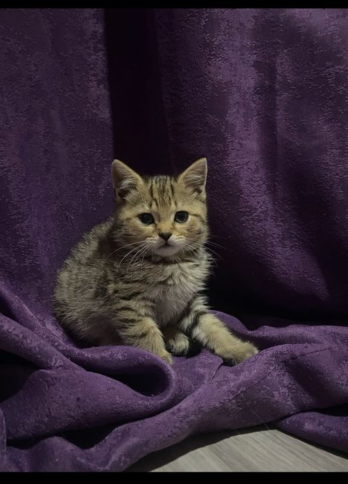 Продам пародистых котят
