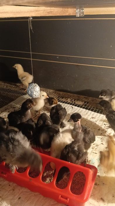 Продам недельных цыплят