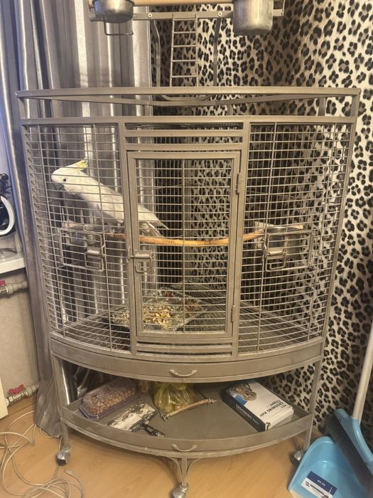 Какаду белый говорящий