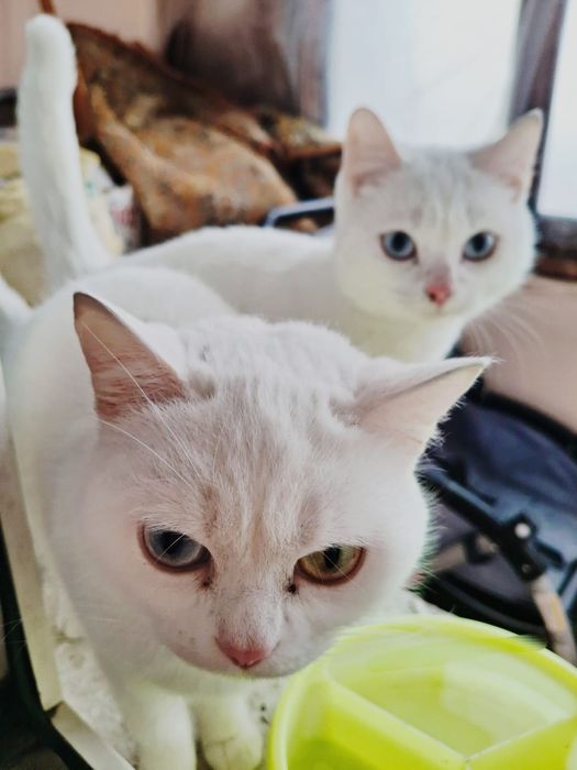 Срочно отдам кошек