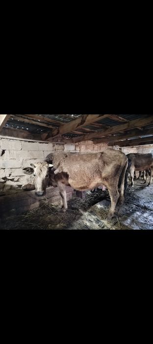 Коровы с теленками