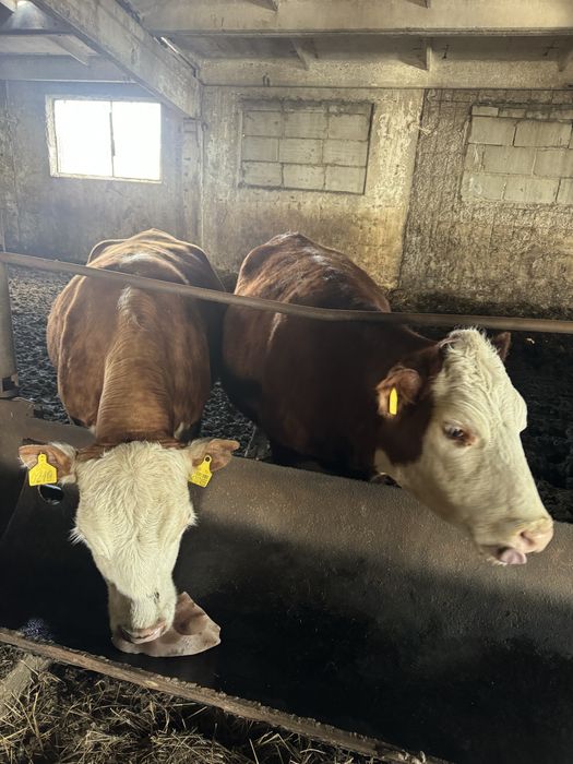 Коровы белоголовой породы