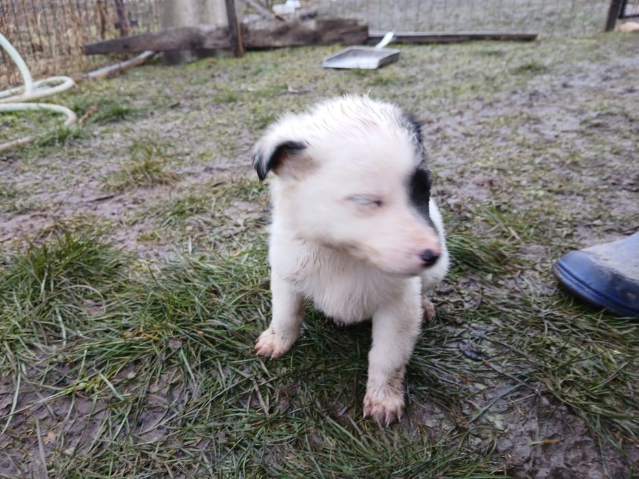 Adoptii Animale  de companie