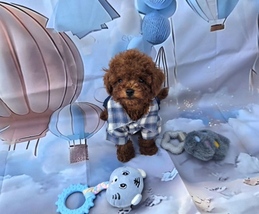Пудел той Poodle Toy генетични тестове на родителите / Родославие