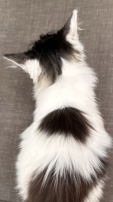 Котенок ищет дом