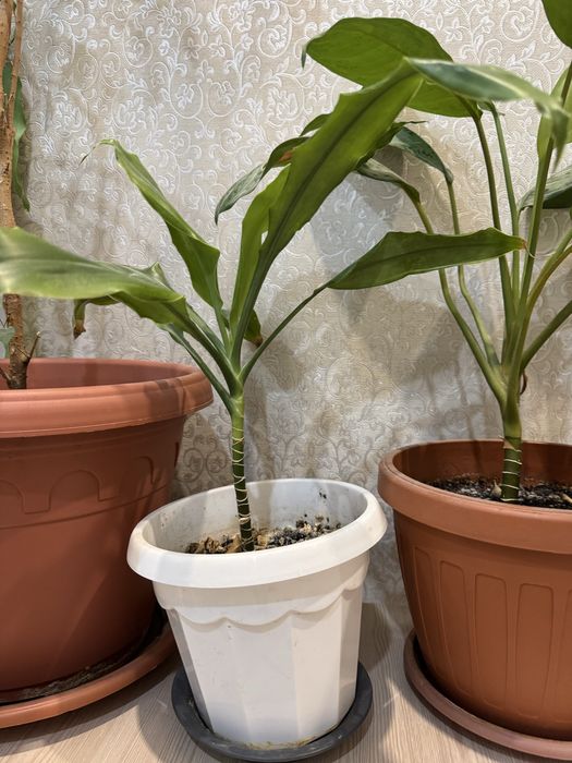 Цветы/Комнатные растения