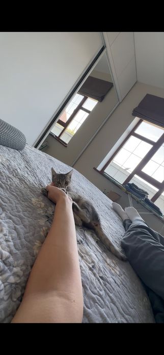 Отдам котенка, в хорошие руки.