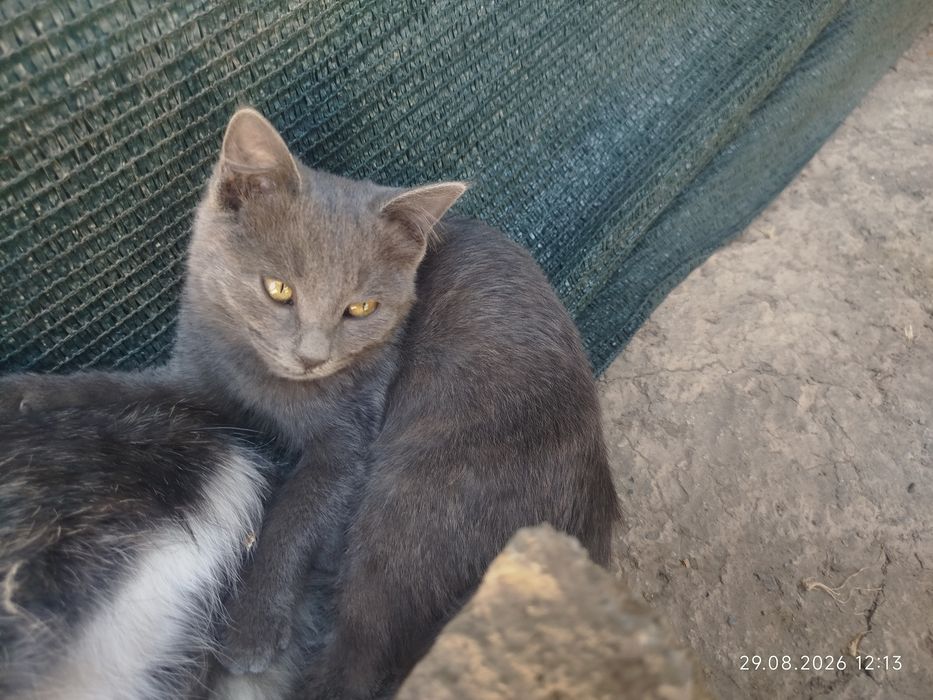 домашние котёнка