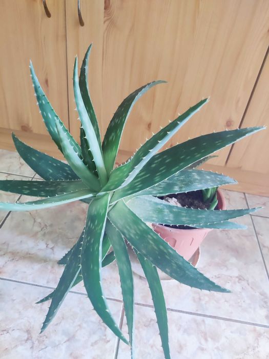 Aloe Barbadensis, plantă deosebită