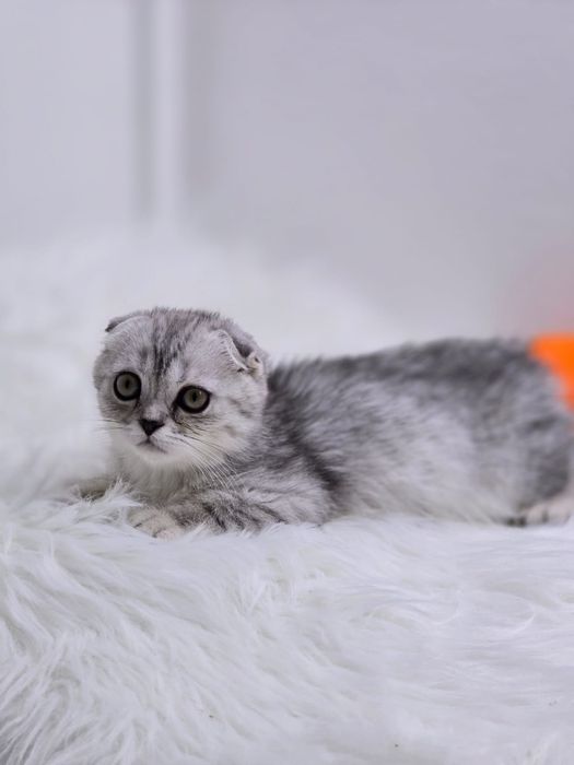 Котики ВиСлоуХие ШотЛандСкие. .