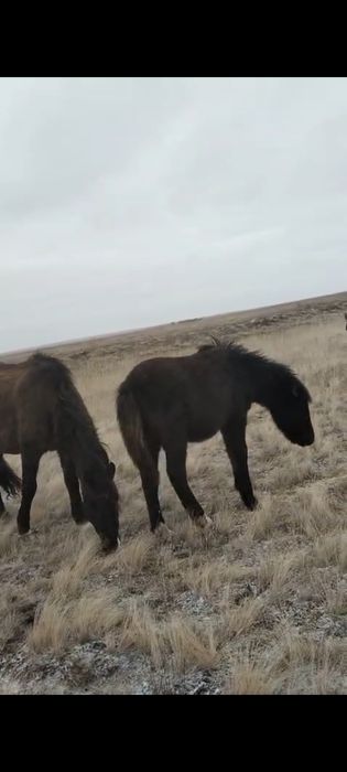 Продам кобылу с жеребенкам