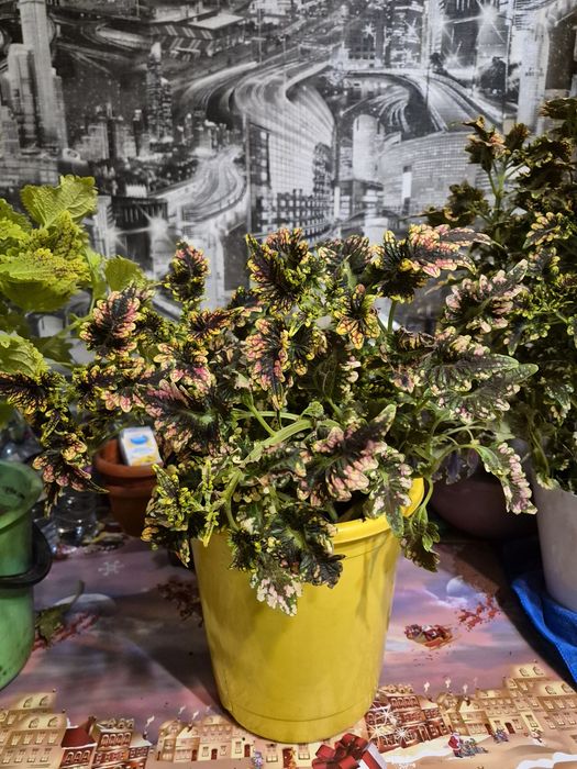 Колеусы сортовые в горшках