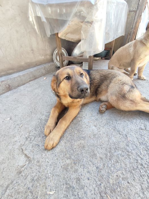 Собака в добрые руки