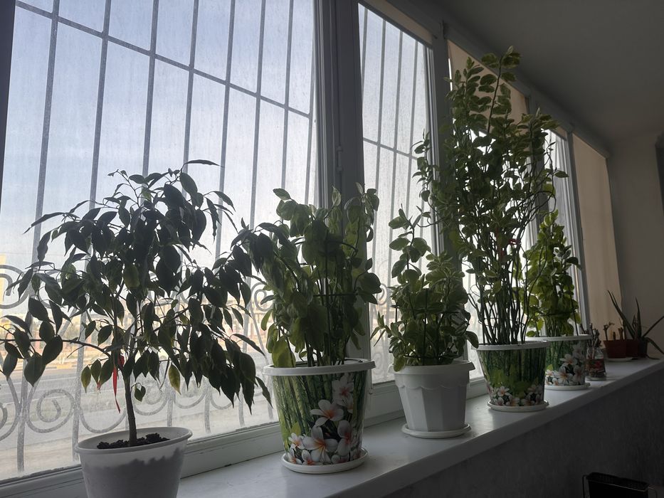 Бөлме гүлдері сатылады 30см -1м,