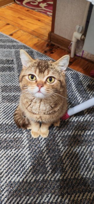 Британская золотая шиншилла