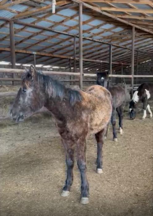 Продам лошадь срочно