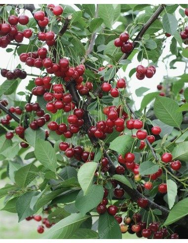 Visin Soiul pomi Fructiferi( CRIŞANA )