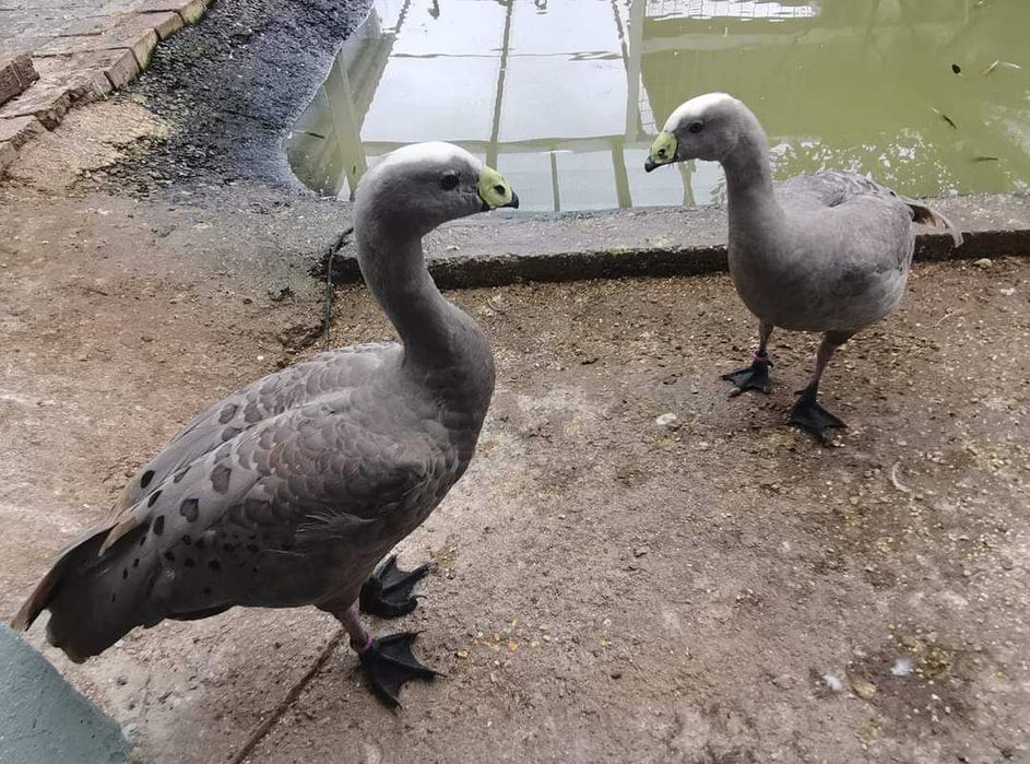 Vând Rațe exotice, de ornament