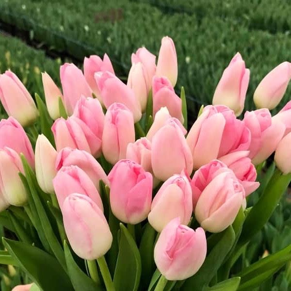 Тюльпаны оптом на 8 марта!!!